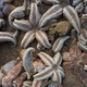 Imagen para el artículo titulado Por qué han aparecido miles de estrellas de mar muertas sobre la costa de Reino Unido